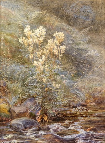 Meadowsweet beside a Burn, Invernesshire, ca 1883 (akvarell förhöjd med vitt) av Edith Martineau
