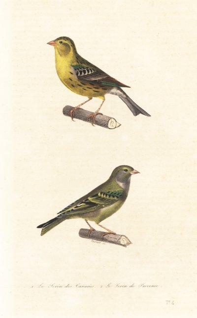 Atlantisk kanariefågel och europeisk serin. av Edouard (after) Travies