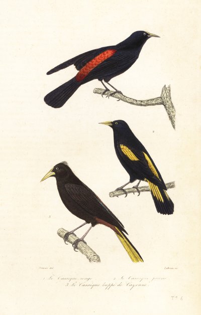 Cacique-arter och krönad oropendola. av Edouard (after) Travies