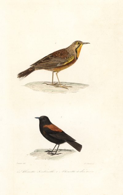 Cape longclaw och Patagonian negrito. av Edouard (after) Travies