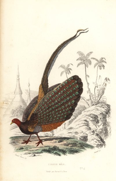 Stor argus, Argusianus argus, sårbar. av Edouard (after) Travies