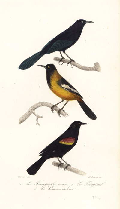 Större Antilliansk grackle, Audubons oriole och rödvingad svart av Edouard (after) Travies
