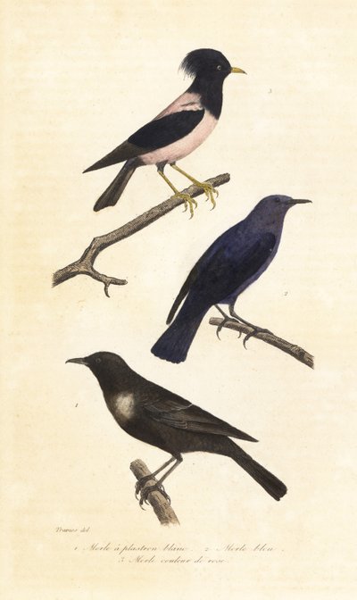 Ringouzel, blå stentrast och rosa stare. av Edouard (after) Travies