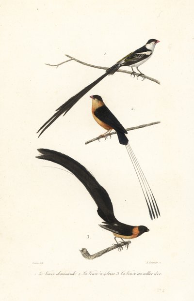 Whydah fåglar. av Edouard (after) Travies