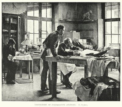 Laboratorium för jämförande anatomi (gravyr) av Edouard Gelhay