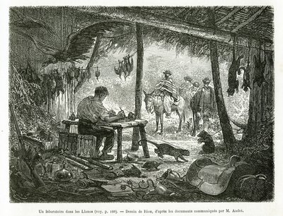 Ett taxidermilaboratorium i urskogen, i regionen Llanos (Colombia), teckning av Riou, för att illustrera historien om Equinoxiale America (Colombia, Ecuador, Peru), 1875-1876, av Ed. andre, resemissionsavgift från den franska regeringen. Engra av Edouard Riou