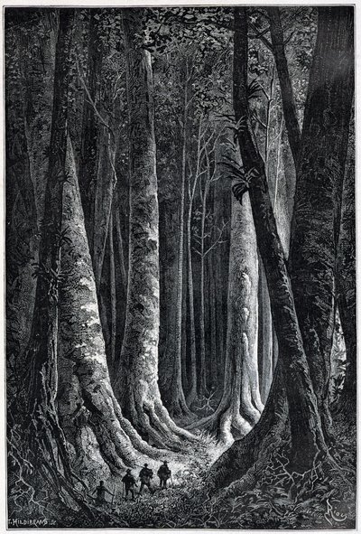 Franska Guyanaskogen, teckning av Riou, "" Le Tour du Monde", 2:a sem. 1879. av Edouard Riou