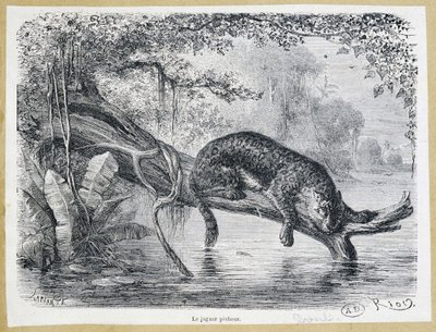 Jaguar tittar på sitt byte på en trädstam ovanför vattnet - gravyr från 1800-talet av Edouard Riou