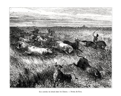Boskap, Los Llanos, Venezuela, 1800-talet av Edouard Riou