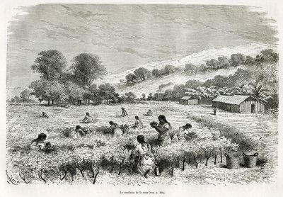 Att plocka kokabladen i Ituatadalen, teckning av E.Riou, för att illustrera resan i Titicaca-regionen och dalarna i östra Nedre Peru, 1873 av Paul Marcoy. Gravyr i Le tour du monde av Edouard Riou