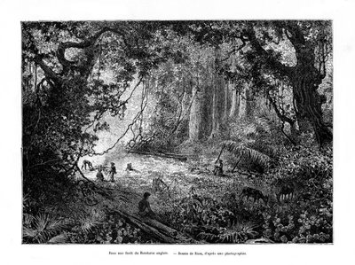 Regnskog i Brittiska Honduras, 1800-talet av Edouard Riou