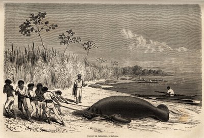 Fångst av sjökor, i Mabuiso (Peru). Ritning av Riou, för att illustrera resan från Stilla havet till Atlanten av Edouard Riou