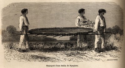 Transport av ett blad och en blomma av nymphea från sjön Nuna (perou), provreservat vid P.Marcoy herbarium. Ritning av Riou, för att illustrera resan från Stilla havet till Atlanten av Edouard Riou