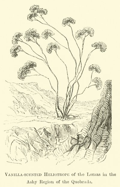 Vaniljdoftande Heliotrope of the Lomas i den ashya regionen i Quebrada av Edouard Riou