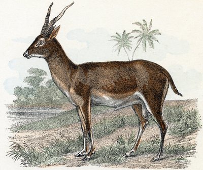Antilope från "Animals Illustrated Alphabet" av Edouard Travies