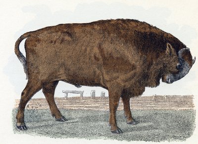 Urochs (urauch eller auroch) - "Alfabetet illustrerar djur" 1800-talet (gravyr) av Edouard Travies