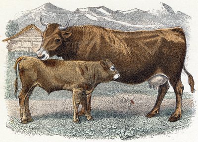 子牛 - 「アルファベットは動物を示しています」19 世紀 (彫刻) スウェーデン語 av Edouard Travies