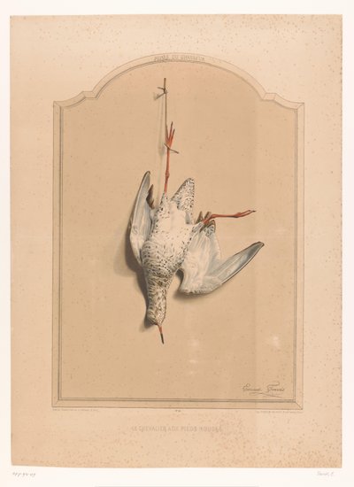 Död rödben hängande på ett ben Le chevalier aux pieds rouge (titel på objekt) Jägarens museum (serietitel) Musée du chasseur (serietitel på föremål) av Edouard Travies