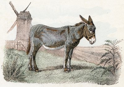 Åsna från "Animals Illustrated Alphabet" av Edouard Travies