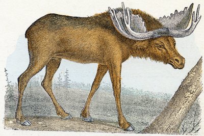 Elan- "Alfabetet illustrerar djur" 1800-talet (gravyr) av Edouard Travies