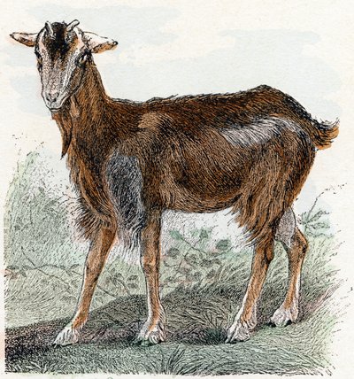 Get- ”Alfabetet illustrerar djur” 1800-talet (gravyr) av Edouard Travies