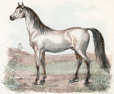 Häst- "Alfabetet illustrerar djur" 1800-talet (gravyr) av Edouard Travies