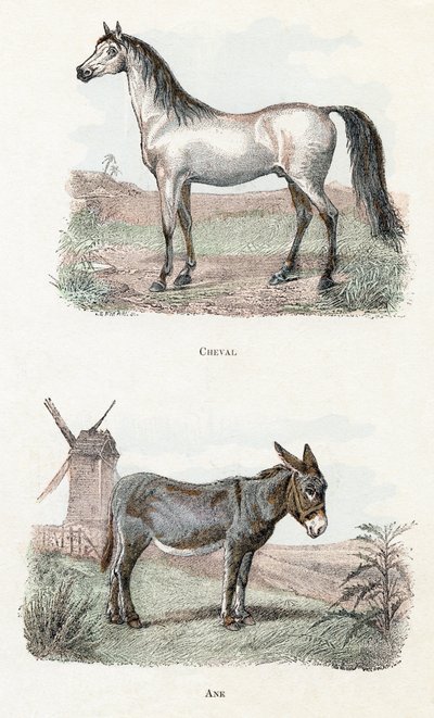 Häst och åsna- ”Alfabetet illustrerar djur” 1800-talet (gravyr) av Edouard Travies