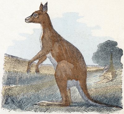 Känguru- "Alfabetet illustrerar djur" 1800-talet (gravyr) av Edouard Travies