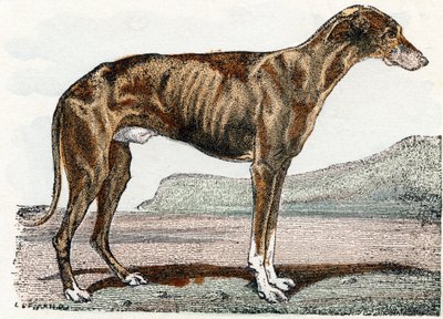 Levrier (hund)- "Alfabetet illustrerar djur" 1800-talet (gravyr) av Edouard Travies