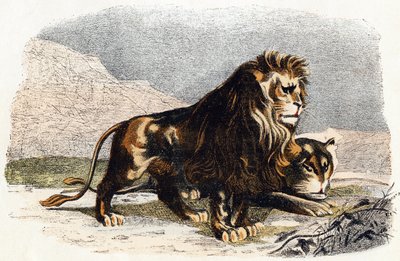 Lejon och lejoninna- "Alfabetet illustrerar djur" 1800-talet (gravyr) av Edouard Travies