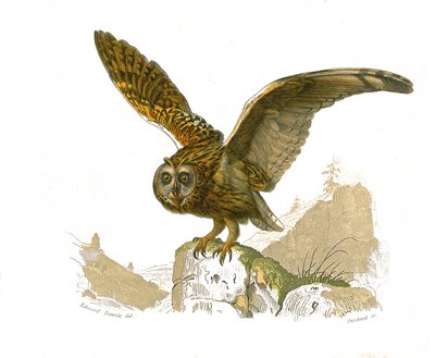 Naturhistoriska tavlan: Zoologisk tavla som visar rovfåglar dagtid. Ugglan. Plåt tecknad från de nio volymerna om fåglar i "" Works complete of Buffon""" skriven av naturforskaren Georges Louis Leclerc, greve av Buffon (1707-1788) mellan 1749 och 1785. I av Edouard Travies