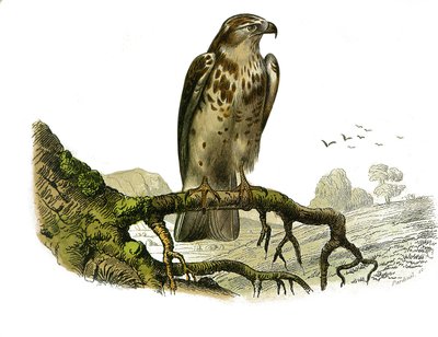 Naturhistoriska nämnden: Zoologisk nämnd som representerar rovfåglar på natten. Jean le Blanc (Jean-Le-Blanc). Plåt tecknad från de nio volymerna om fåglar i "" Works complete of Buffon""" skriven av naturforskaren Georges Louis Leclerc, greve av Buffon (1 av Edouard Travies
