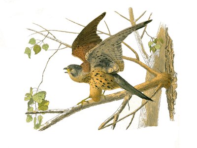 Naturhistoriska nämnden: Zoologisk nämnd som representerar rovfåglar på natten. Krasse. Plåt tecknad från de nio volymerna om fåglar i "" Works complete of Buffon""" skriven av naturforskaren Georges Louis Leclerc, greve av Buffon (1707-1788) mellan 1749 o av Edouard Travies