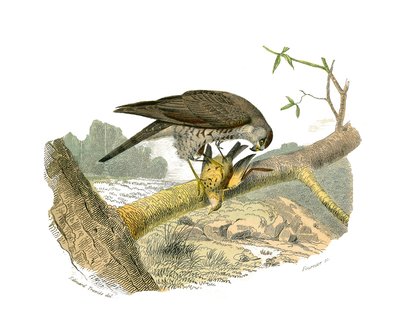 Naturhistoriska nämnden: Zoologisk nämnd som representerar rovfåglar på natten. Höken. Plåt tecknad från de nio volymerna om fåglar i "" Works complete of Buffon""" skriven av naturforskaren Georges Louis Leclerc, greve av Buffon (1707-1788) mellan 1749 oc av Edouard Travies