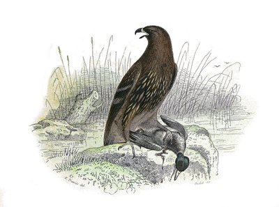 Naturhistoriska nämnden: Zoologisk nämnd som representerar rovfåglar på natten. Den lilla örnen. Plåt tecknad från de nio volymerna om fåglar i "" Works complete of Buffon""" skriven av naturforskaren Georges Louis Leclerc, greve av Buffon (1707-1788) mell av Edouard Travies