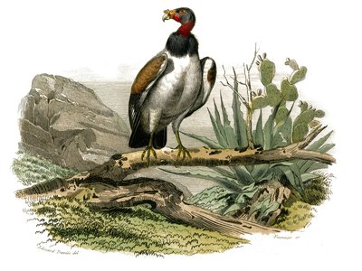 Naturhistoriska nämnden: Zoologisk nämnd som representerar rovfåglar på natten. Den lilla gamen. Plåt tecknad från de nio volymerna om fåglar i "" Works complete of Buffon""" skriven av naturforskaren Georges Louis Leclerc, greve av Buffon (1707-1788) mell av Edouard Travies