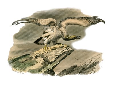 Naturhistoriska nämnden: Zoologisk nämnd som representerar rovfåglar på natten. Perknopteret. Plåt tecknad från de nio volymerna om fåglar i "" Works complete of Buffon""" skriven av naturforskaren Georges Louis Leclerc, greve av Buffon (1707-1788) mellan  av Edouard Travies