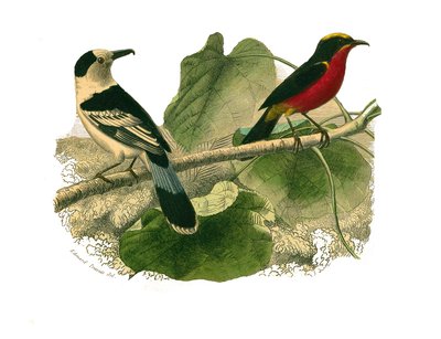 Naturhistoriska nämnden: Zoologisk nämnd som representerar rovfåglar på natten. Vangan och gonoleken. Plåt tecknad från de nio volymerna om fåglar i "" Works complete of Buffon""" skriven av naturforskaren Georges Louis Leclerc, greve av Buffon av Edouard Travies