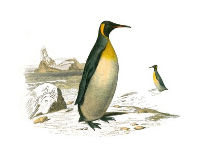 Naturhistorisk nämnd: Zoologisk nämnd som representerar brachypterpalmer (dykande fåglar). Den stora. Plåt tecknad från de nio volymerna om fåglar i "" Works complete of Buffon""" skriven av naturforskaren Georges Louis Leclerc, greve av Buffon (1707-1788) av Edouard Travies
