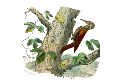 Naturhistoriska nämnden: Zoologisk nämnd som representerar klättrare. Klättringstoppen. Plåt tecknad från de nio volymerna om fåglar i "" Works complete of Buffon""" skriven av naturforskaren Georges Louis Leclerc, greve av Buffon (1707-1788) mellan 1749 o av Edouard Travies
