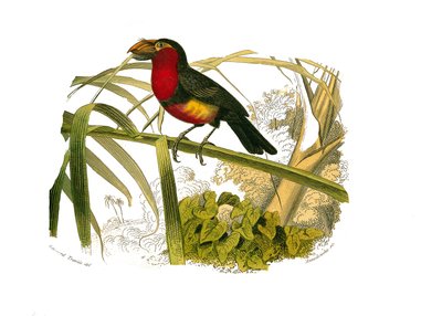 Naturhistoriska nämnden: Zoologisk nämnd som representerar klättrare. Barbicanen. Plåt tecknad från de nio volymerna om fåglar i "" Works complete of Buffon""" skriven av naturforskaren Georges Louis Leclerc, greve av Buffon (1707-1788) mellan 1749 och 178 av Edouard Travies