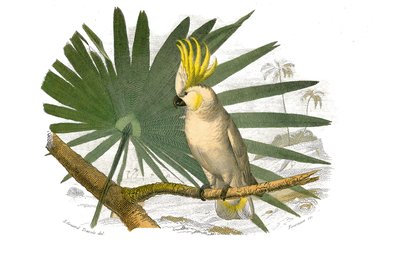 Naturhistoriska nämnden: Zoologisk nämnd som representerar klättrare. Kakatorna har gul nyans. Plåt tecknad från de nio volymerna om fåglar i "" Works complete of Buffon""" skriven av naturforskaren Georges Louis Leclerc, greve av Buffon (1707-1788) mellan av Edouard Travies