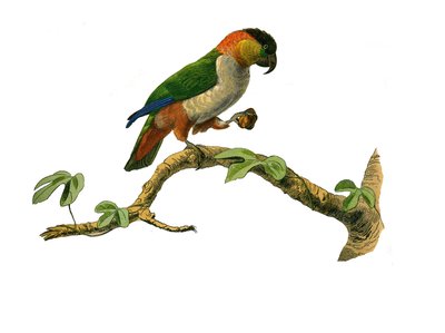 Naturhistoriska nämnden: Zoologisk nämnd som representerar klättrare. Maipouri. Plåt tecknad från de nio volymerna om fåglar i "" Works complete of Buffon""" skriven av naturforskaren Georges Louis Leclerc, greve av Buffon av Edouard Travies