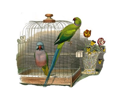 Naturhistoriska nämnden: Zoologisk nämnd som representerar klättrare. Parakiten har mustascher och parakiten har ett rosa halsband. Plåt tecknad från de nio volymerna om fåglar i "Works complete of Buffon" skriven av naturforskaren Georges Louis Leclerc, g av Edouard Travies
