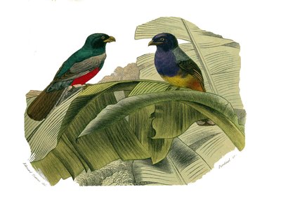 Naturhistoriska nämnden: Zoologisk nämnd som representerar klättrare. Den röda magen och den gula magen. Plåt tecknad från de nio volymerna om fåglar i "" Works complete of Buffon""" skriven av naturforskaren Georges Louis Leclerc, greve av Buffon (1707-17 av Edouard Travies