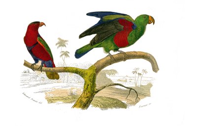 Naturhistoriska nämnden: Zoologisk nämnd som representerar klättrare. Tricolor lori och den gröna papegojan. Plåt tecknad från de nio volymerna om fåglar i "" Works complete of Buffon""" skriven av naturforskaren Georges Louis Leclerc, greve av Buffon (170 av Edouard Travies