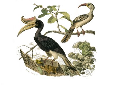 Naturhistoriska nämnden: Zoologisk nämnd som representerar syndaktylspångar av Edouard Travies