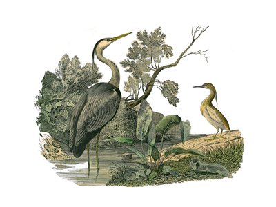 Naturhistoriska nämnden: Zoologisk nämnd som representerar vattenfåglar och odlade vadare (med stora, långa och starka näbbar): häger och krabba. Plåt tecknad från de nio volymerna om fåglar i "" Works complete of Buffon""" skriven av naturforskaren George av Edouard Travies