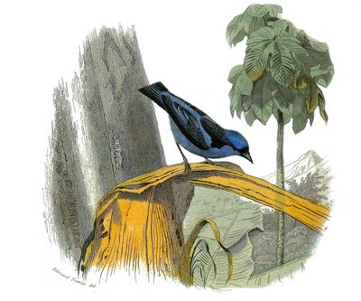Naturhistorisk skylt: Zoologisk tavla som föreställer dentirostruösa spåtorn (med echancre). Den blå gropen. Plåt tecknad från de nio volymerna om fåglar i "" Works complete of Buffon""" skriven av naturforskaren Georges Louis Leclerc, greve av Buffon (170 av Edouard Travies