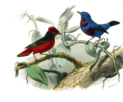 Naturhistorisk skylt: Zoologisk tavla som föreställer dentirostruösa spolfuglen (med echancre). Ouetten och den blå sladden. Plåt ritad från de nio volymerna om fåglar i "" Works complete of Buffon""" skriven av naturforskaren Georges Louis Leclerc, greve  av Edouard Travies